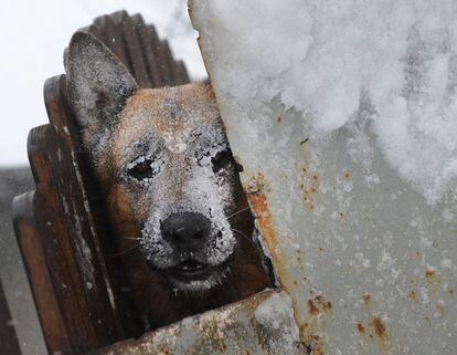 Un perro, con el rostro congelado, en Catelu, a las afueras de Bucarest, el pasado 26 de enero.
