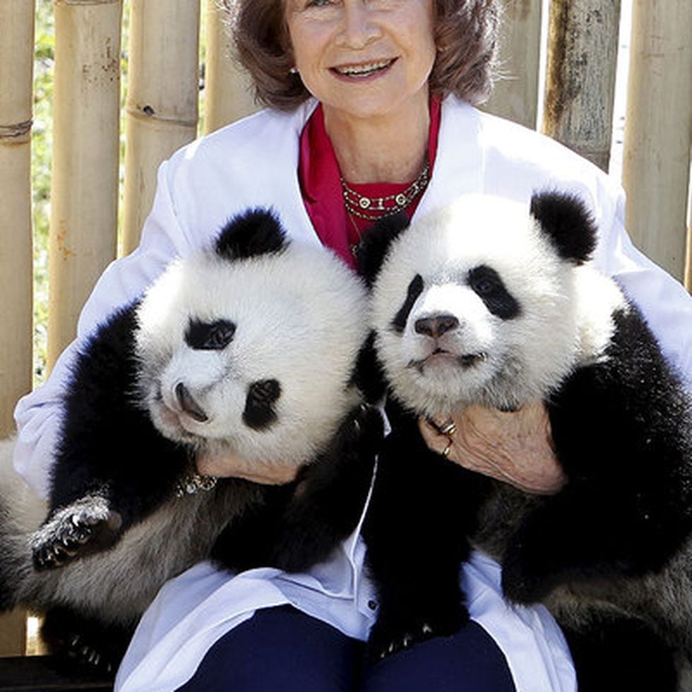 Las crías de panda del Zoo de Madrid salen por primera vez al aire libre | Noticias de actualidad | EL PAÍS Las crías de panda del Zoo de Madrid salen por primera vez al aire libre | Noticias de actualidad | EL PAÍS