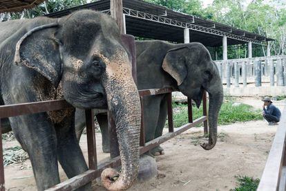 Los ingresos por las visitas al Santuario de Elefantes de Phuket se emplean para rescatar a más ejemplares. Aquí los visitantes no se bañan con ellos, ya que puede estresarles.