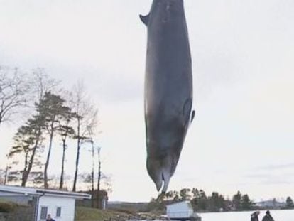El cetáceo fue sacrificado tras quedar varado en varias ocasiones en aguas poco profundas
