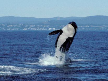 L'orca Granny, en una imatge presa a 1998.