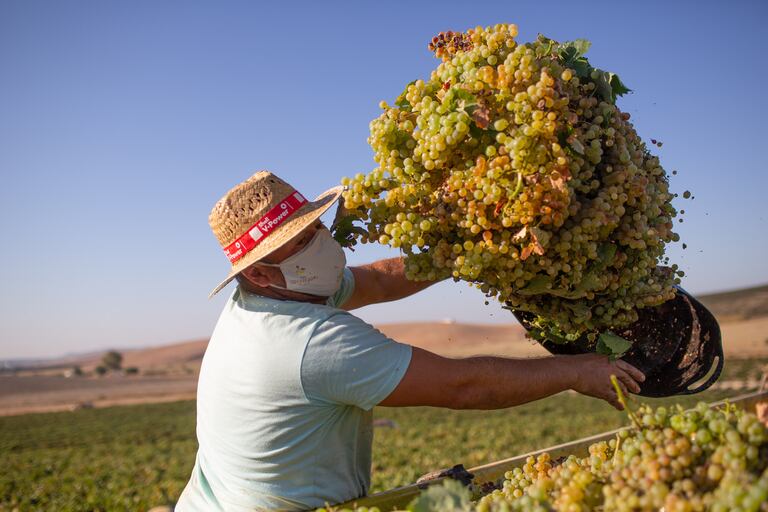 Un jornalero con mascarilla descarga la uva vendimiada al camión en la viña La Capitana en la campiña jerezana, en Cádiz.
