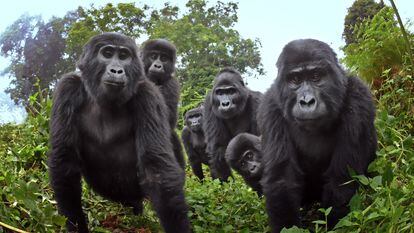 Picture Shows: Series Iconic (Can also be used for in Ep1). Mountain gorilla family looking into camera, Uganda, Africa