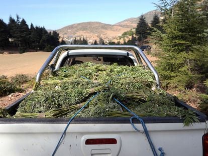 Un coche transporta unos esquejes de cannabis al norte de Marruecos.