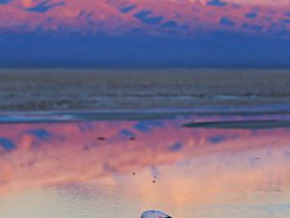 Un flamenco rosa en el salar de Atacama (Chile). Al fondo, el volcán Licancabur (5.920 metros).