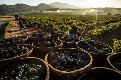 Racimos de uvas vendimiadas en La Rioja.
