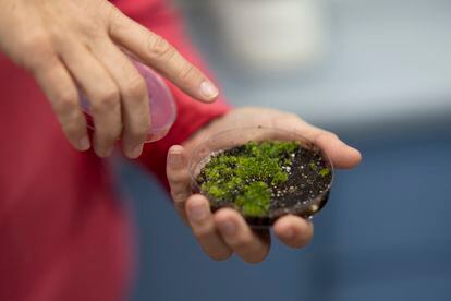 Plaza points out some germinated fern seeds in the Plant Propagation Laboratory in a chamber where the ideal conditions for this are reproduced.