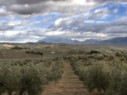 Hileras de olivos en la provincia de Ja&eacute;n.