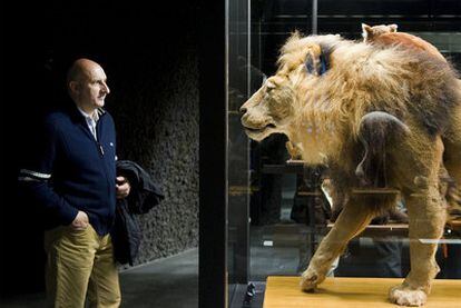 Ejemplar disecado de un león (muerto en el zoo de Barcelona) que puede verse por primera vez en el nuevo museo de Ciencias Naturales de Barcelona.