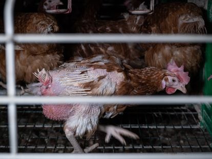 España no ha decidido si eliminará las jaulas en las que viven el 73% de las gallinas ponedoras