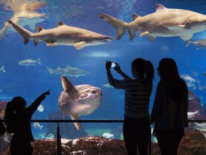 Una imagen del acuario de Barcelona que gestiona Astro Parks.