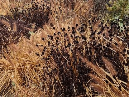 Gramíneas amarillentas y cabezas oscuras de rudbekias dan una luz distinta al jardín.