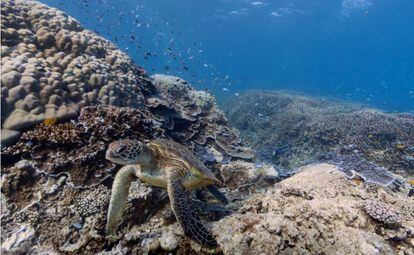 Una tortuga nada en el Gran Arrecife de Coral.