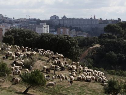 El rebaño de ovejas que se podran apadrinar, en la Casa de Campo de Madrid.