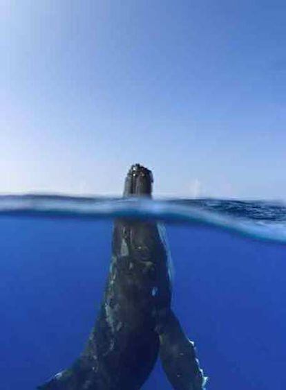 La ballena jorobada, en una imagen del documental.