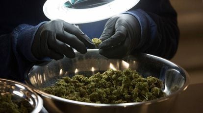 Un hombre examina varios cogollos de marihuana en Smith Falls (Canadá).