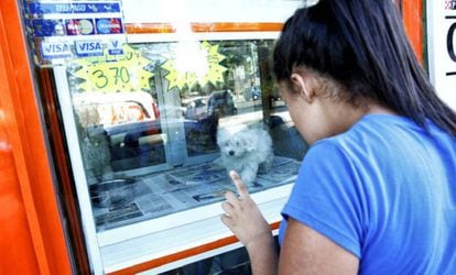 Una joven mira a un cachorro en un expositor de una tienda de animales.