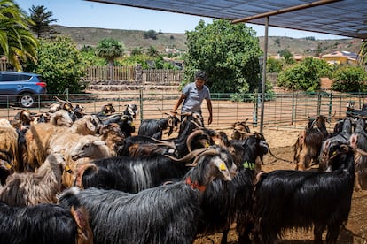 La finca de La Casa del Ganadero, donde han sido reubicados la mayoría de los animales desalojados por el incendios que asola Tenerife.