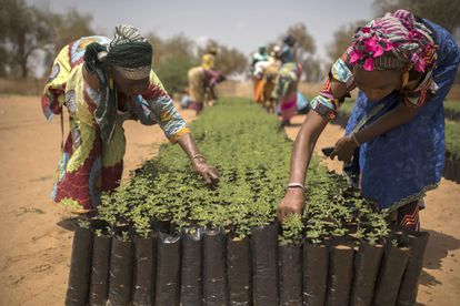 Miembros de la comunidad trabajan en el vivero de árboles creado en Mboula como parte de la Iniciativa de la Gran Muralla Verde en Senegal.