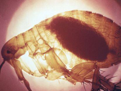 Una pulga infectada con la bacteria que causa la peste
