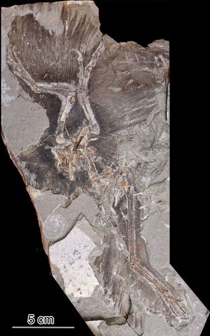 Fósil del dinosaurio 'Anchiornis huxleyi' en el que se ha analizado la coloración de las plumas