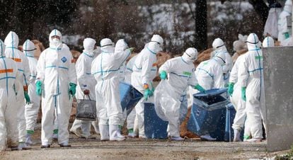 Trabajadores sanitarios con trajes para protegerse de la gripe aviar en Aomori, Japón.