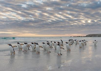 Pingüinos en las Islas Malvinas.