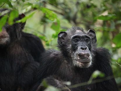 Chimpancés regla