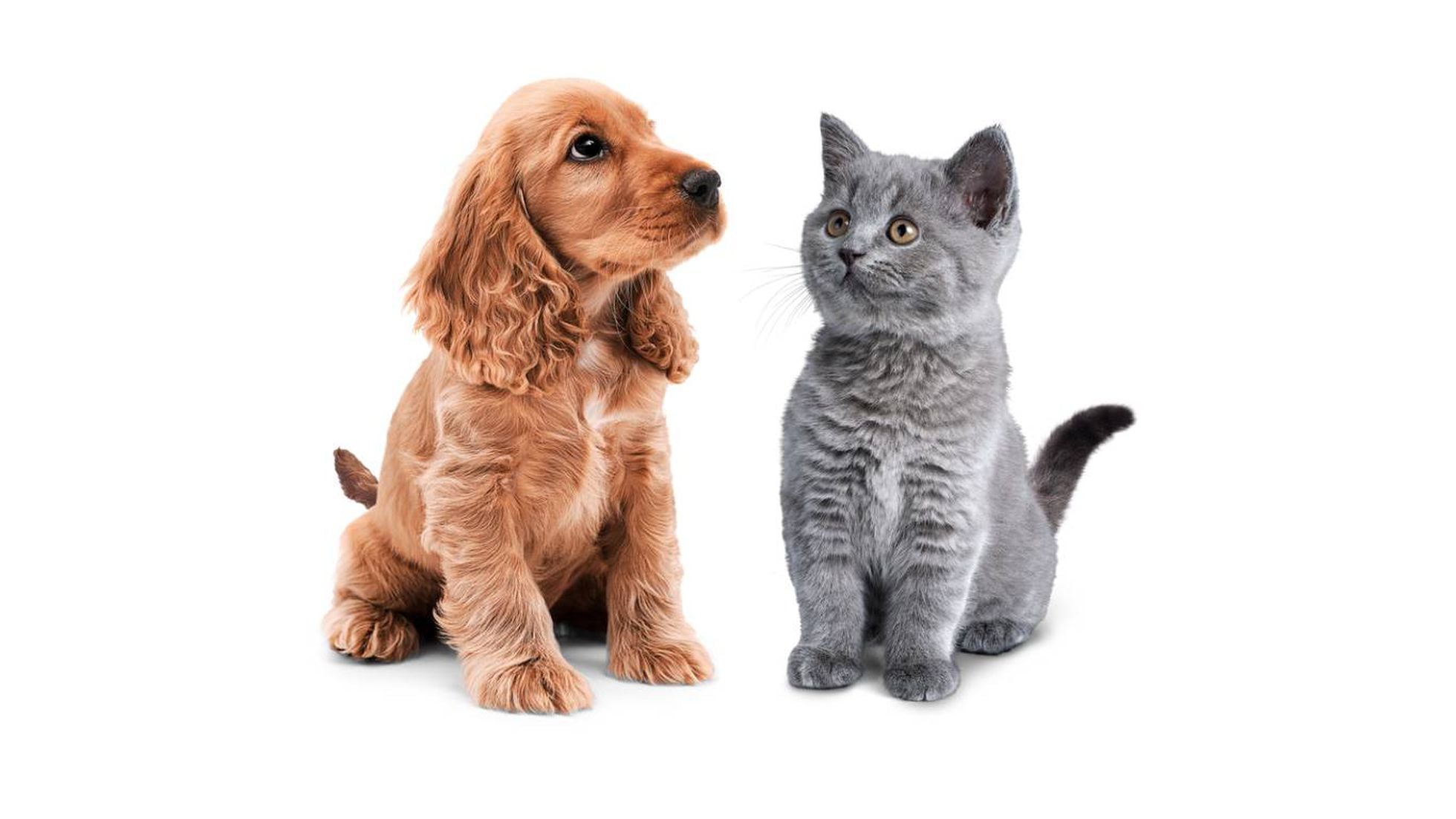Adjuntar a Apellido Malabares Qué tienen en común perros y gatos cuando son cachorros? | Ayuda a sus  defensas | EL PAÍS