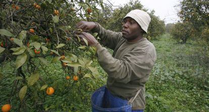 Un inmigrante trabaja en la recolecci&oacute;n de naranja en Brenes.