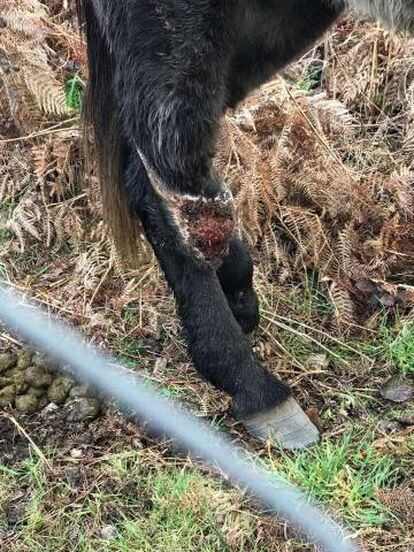 Una herida en la pata trasera de uno de los caballos.