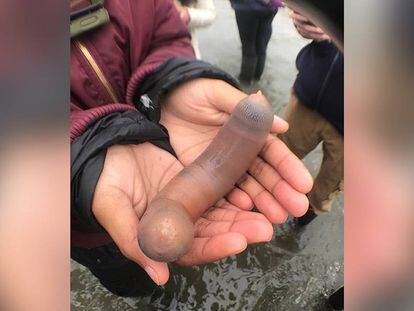 Un 'Urechis caupo' encontrado el pasado junio en la bahía Bodega, California.