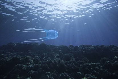 Las cubomedusas frecuentan las costas de Australia y otras islas del Pacífico.