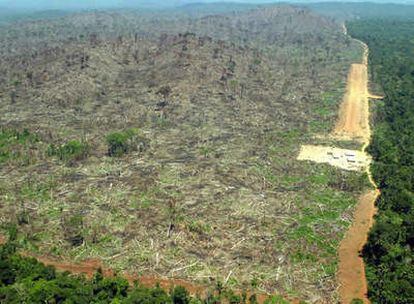 Vista aérea de una zona deforestada por los agricultores, en la Amazonia, en Terra do Meio, Pará ( Brasil)
