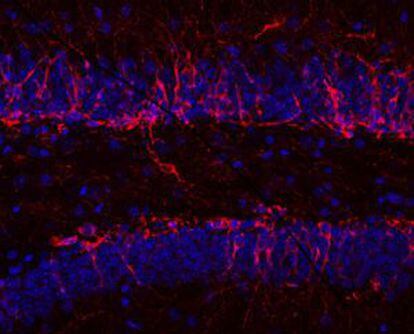 Imagen de nuevas neuronas jóvenes (marcadas en rojo) que nacen continuamente en el cerebro adulto y que conviven con neuronas ya maduras (en azul).