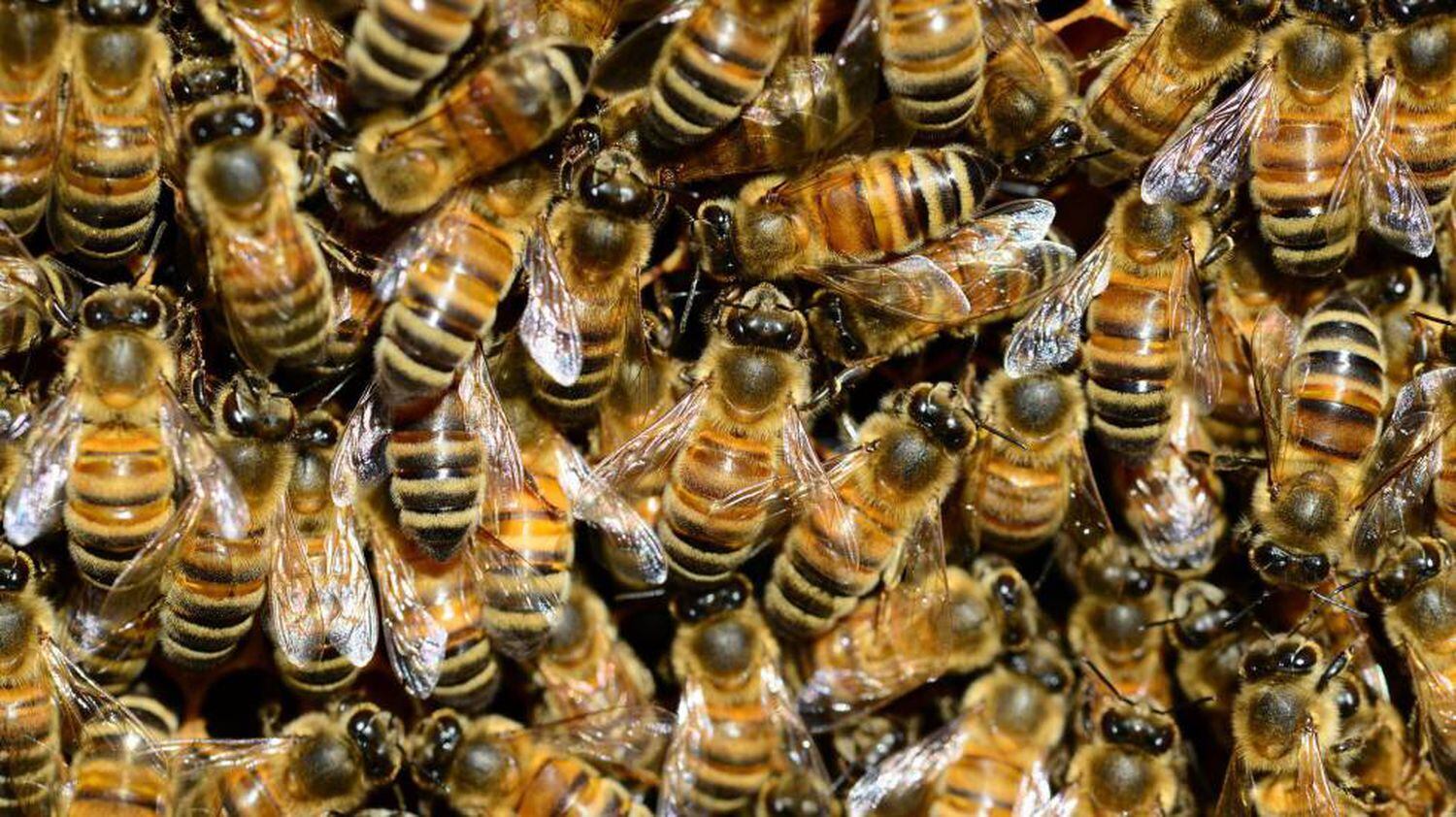 Enjambre de abejas melíferas.