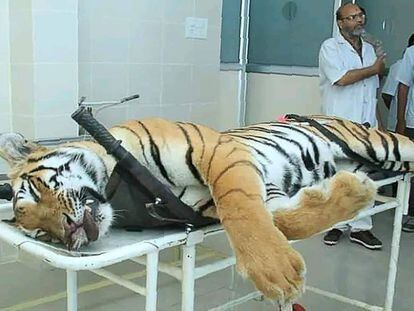 El cadáver de la tigresa, este sábado en el Centro de Rescate de Goreada, en Nagpur (India).