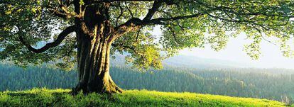 Arce real (acer platanoides), un árbol que se extiende desde Pirineos por Europa, el Cáucaso y Asia Menor.