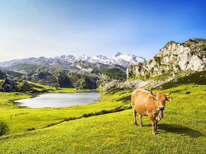 Los lagos Ercina (en la foto) y Enol, más conocidos como los lagos de Covadonga. 