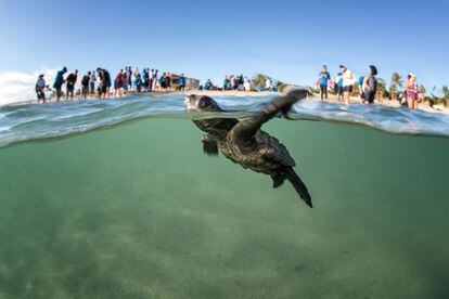 Una tortuga reci&eacute;n nacida, en el Golfo de California. 