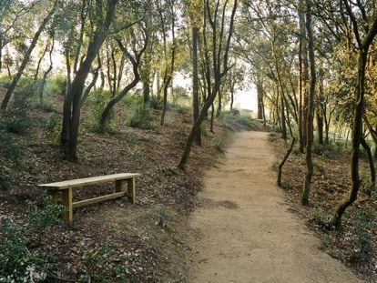 Bosque de las Cenizas en Collserola