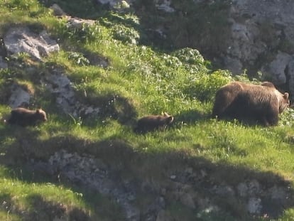 Una osa con dos cachorros, en el parque natural de Somiedo (Asturias).