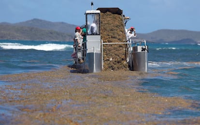 Sargazo en el Caribe