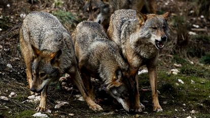 Tres lobos ibéricos en España, en una imagen de archivo.