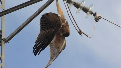 Un águila perdicera colgada de un poste de electricidad tras morir electrocutada.