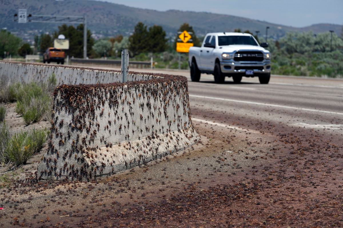 A plague of millions of crickets causes chaos in Nevada The Limited Times