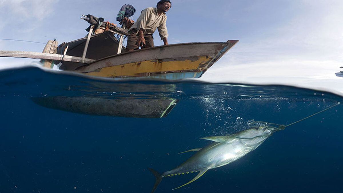 La humanidad pesca 32 millones de toneladas de peces a escondidas
