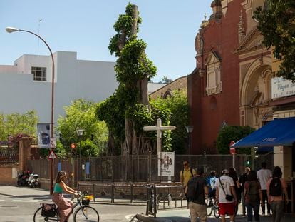 El ficus centenario de Triana en Sevilla, este lunes tras suspenderse su tala el pasado verano.