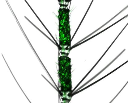 Detalle de una antena de un mosquito 'Aedes aegypti' vista al microscopio electrónico. El verde fluorescente se corresponde a neuronas olfatorias teñidas con la técnica CRISPR.