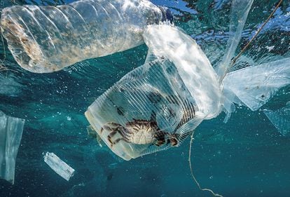 En la imagen, un cangrejo permanece atrapado en un vaso de plástico en el mar en el Pasaje de Isla Verde en Filipinas, en marzo de 2019.